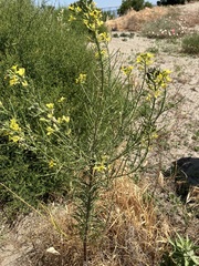 Erysimum capitatum angustatum