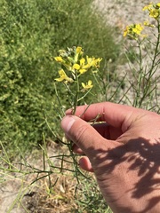 Erysimum capitatum angustatum