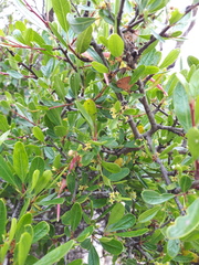 Rhamnus oleoides