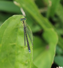 Enallagma antennatum