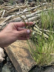 Deschampsia cespitosa