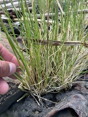 Deschampsia cespitosa