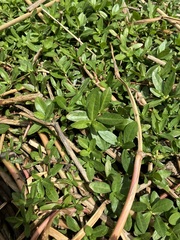 Alternanthera philoxeroides