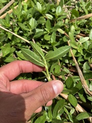 Alternanthera philoxeroides