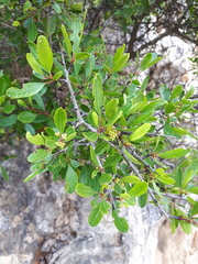 Rhamnus oleoides