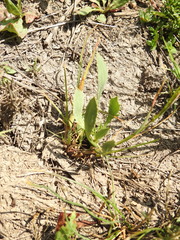 Eryngium aristulatum