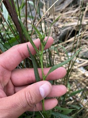 Symphyotrichum lentum