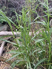Symphyotrichum lentum