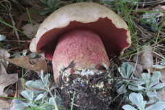 Rubroboletus haematinus
