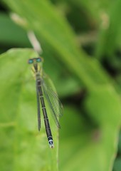 Enallagma antennatum