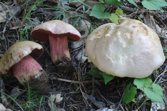 Rubroboletus haematinus