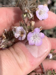 Phacelia vallis-mortae