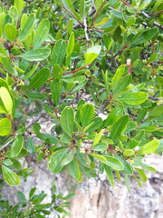 Rhamnus oleoides