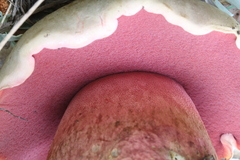 Rubroboletus haematinus