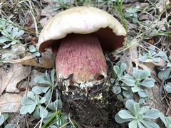 Rubroboletus haematinus