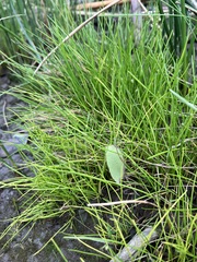 Lilaeopsis occidentalis
