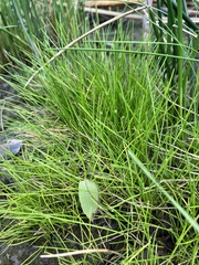 Lilaeopsis occidentalis
