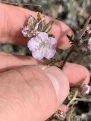 Phacelia vallis-mortae