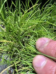 Lilaeopsis occidentalis
