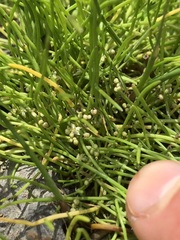 Lilaeopsis occidentalis