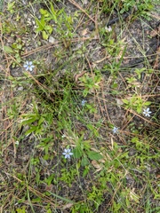 Sisyrinchium capillare