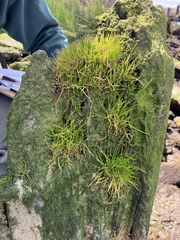 Lilaeopsis occidentalis