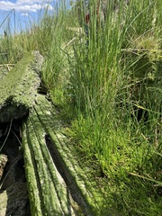 Lilaeopsis occidentalis