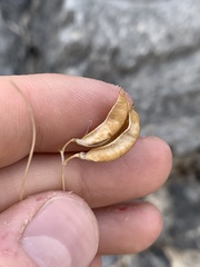 Astragalus ackermanii