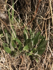 Mertensia paniculata paniculata