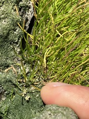 Lilaeopsis occidentalis