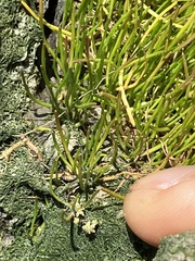 Lilaeopsis occidentalis