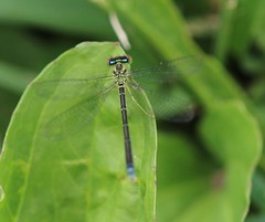 Enallagma antennatum