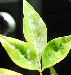 Erysiphe berberidis