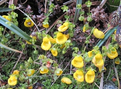 Calceolaria tenella