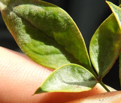Erysiphe berberidis