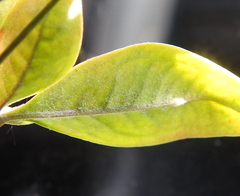 Erysiphe berberidis