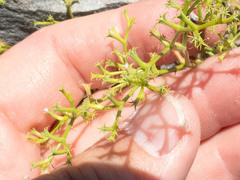 Chorizanthe brevicornu
