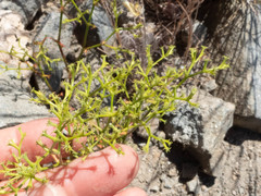 Chorizanthe brevicornu