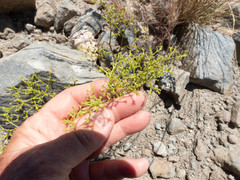 Chorizanthe brevicornu