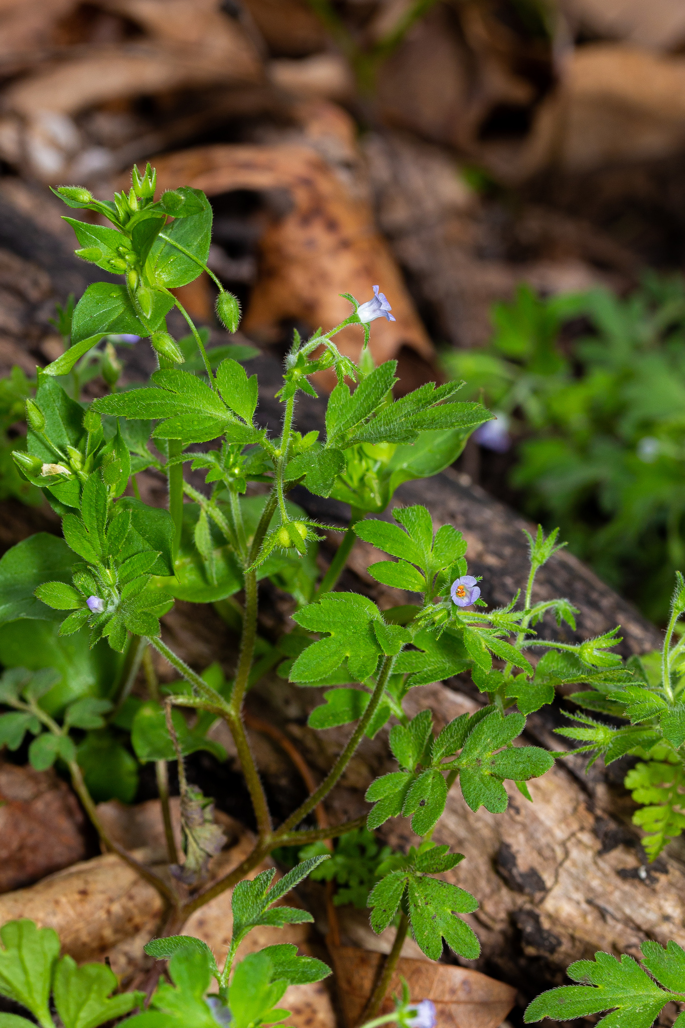 Phacelia covillei