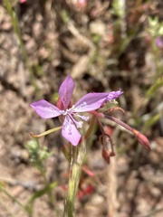 Clarkia modesta