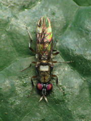 Clitellariinae