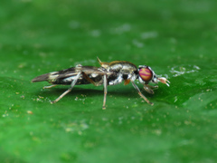 Clitellariinae