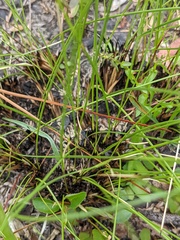 Sisyrinchium capillare