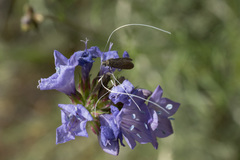 Adela singulella