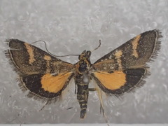 Metallarcha diplochrysa