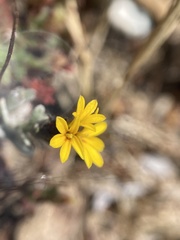 Lessingia tenuis