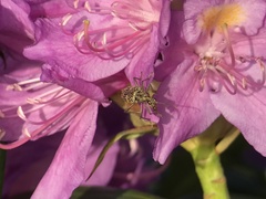 Rhagium fasciculatum