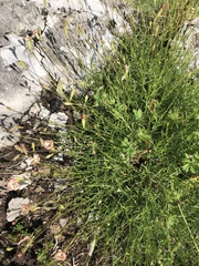 Silene saxifraga