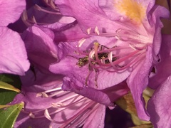 Rhagium fasciculatum
